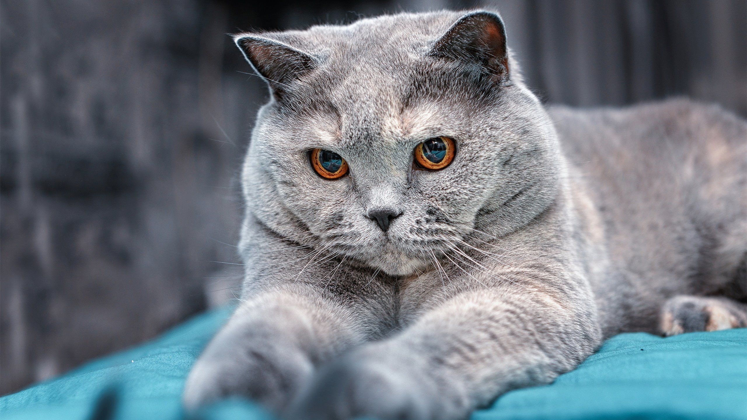 阿什拉夫爆发，哥伦比亚一波带走巴拉圭—南美足球的战术革命与个人英雄主义