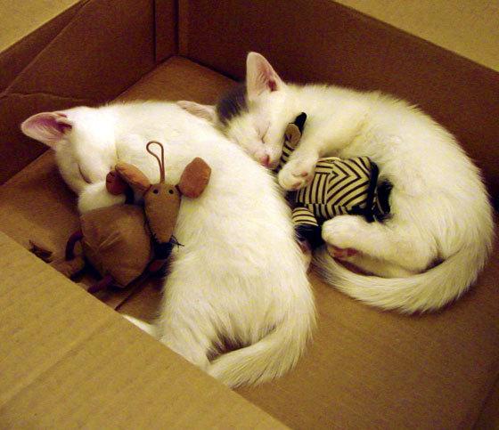 意甲焦点战之夜,莱万关键战不手软,一锤定音显英雄本色