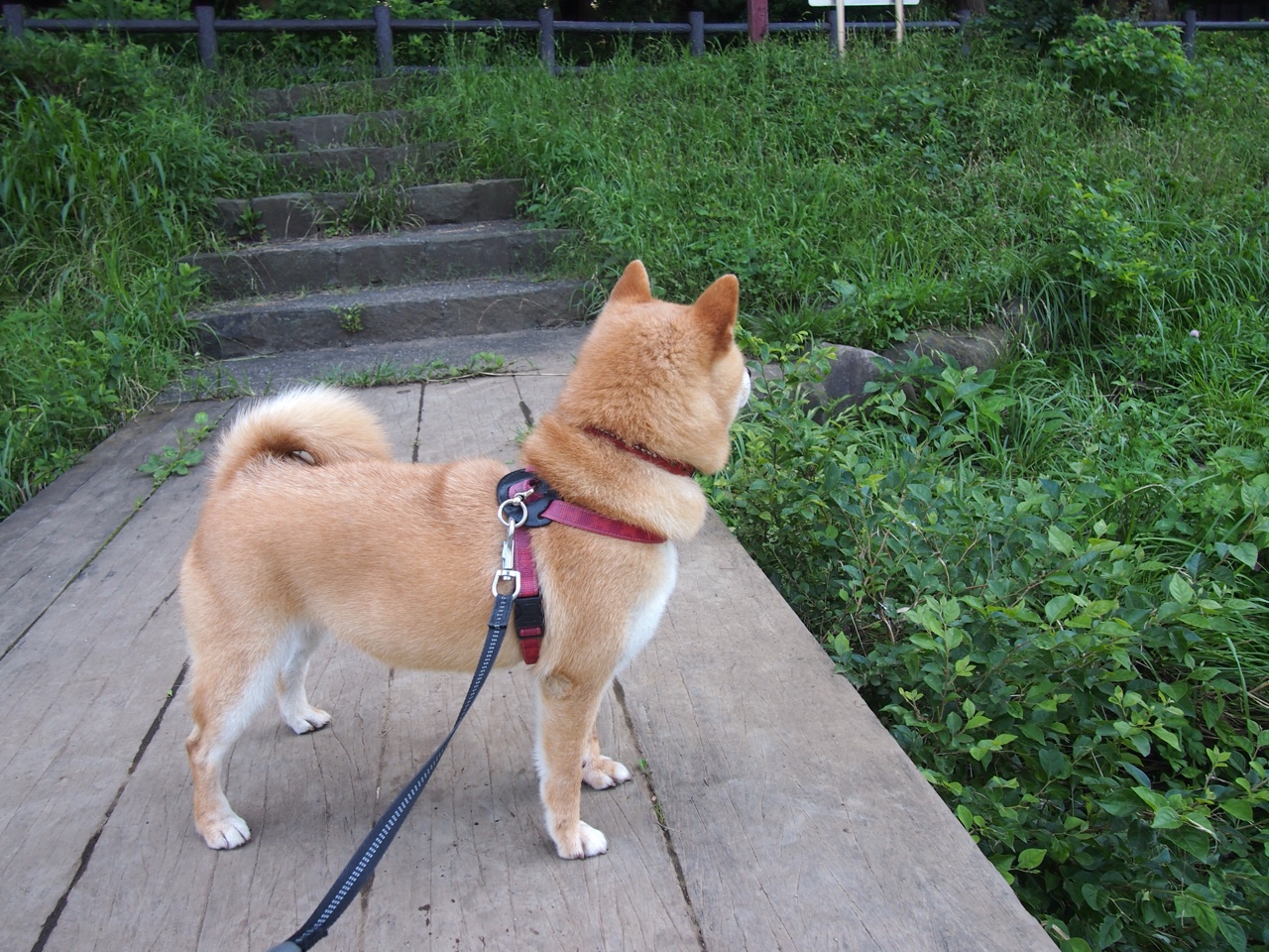 德罗赞刷新纪录之夜，篮网淘汰赛过关斩龙记